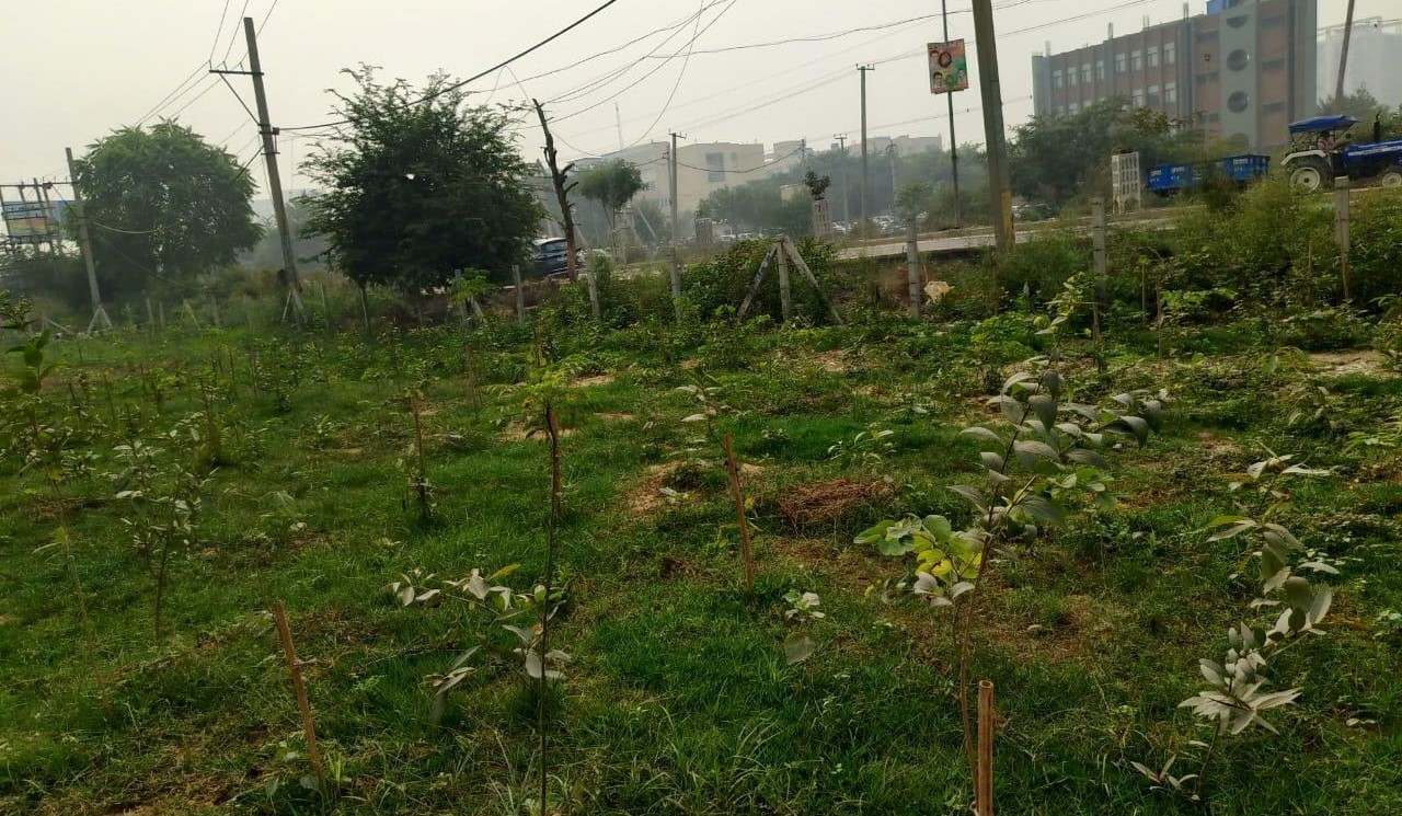 Shiv Nadar School transforms a barren wasteland in Faridabad into a thriving forest; plants 8000 evergreen trees
